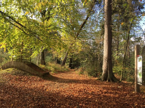 A treeless ditch in the forest